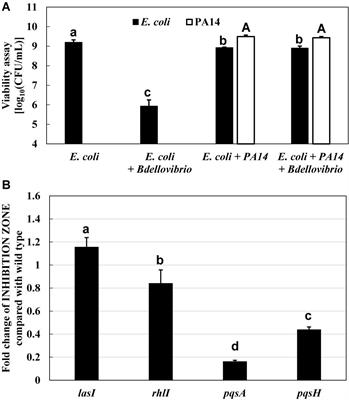 Quinolone Signals Related to Pseudomonas Quinolone Signal-Quorum Sensing Inhibits the Predatory Activity of Bdellovibrio bacteriovorus